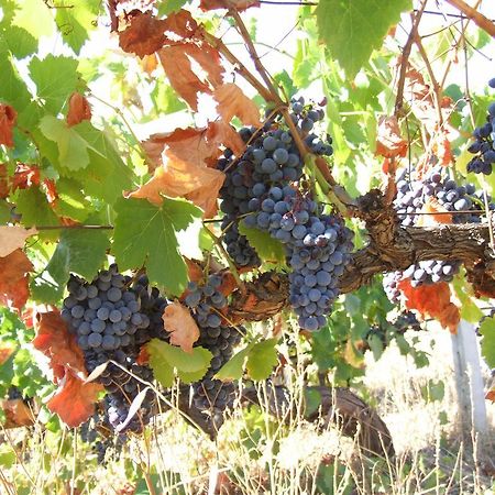 Agriturismo Locoe Oliena Luaran gambar