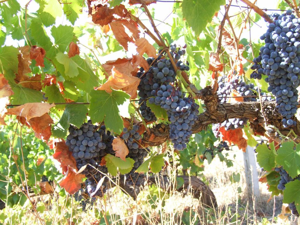 Agriturismo Locoe Oliena Luaran gambar